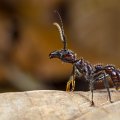 A black ant with yellow front legs and its head raised on a dry, brown leaf